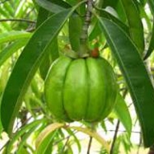 Garcinia Cambogia Extract