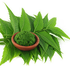 Azadirachta indica (Neem) leaf Extract