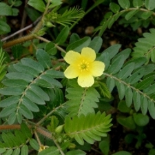 Tribulus terrestris (Gokhru) Extract