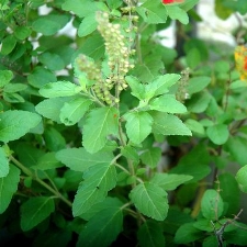 Ocimum sanctum (Tulsi) Extract