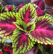 Coleus Root Extract