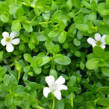 Bacopa Monnieri (Bramhi) Extract