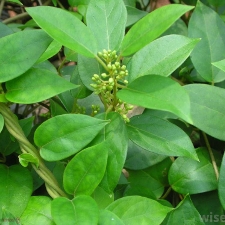 Gymnema sylvestre ( Gymnema ) Extract