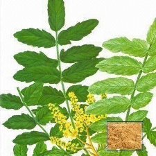 Boswellia (Shallaki/ Salai guggul) Extract